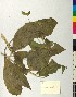  ( - BGE_00077_G11)  @11 [ ] CreativeCommons  Attribution by TAU herbarium (2025) TAU herbarium Aristotle University of Thessaloniki
