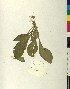  ( - BGE_00077_G12)  @11 [ ] CreativeCommons  Attribution by TAU herbarium (2025) TAU herbarium Aristotle University of Thessaloniki
