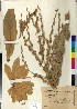  (Verbascum lasianthum - BGE_00077_H07)  @11 [ ] CreativeCommons  Attribution by TAU herbarium (2025) TAU herbarium Aristotle University of Thessaloniki