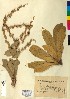  ( - BGE_00077_H09)  @11 [ ] CreativeCommons  Attribution by TAU herbarium (2025) TAU herbarium Aristotle University of Thessaloniki