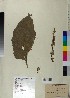  (Verbascum foetidum - BGE_00077_H10)  @11 [ ] CreativeCommons  Attribution by TAU herbarium (2025) TAU herbarium Aristotle University of Thessaloniki