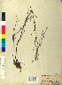  ( - BGE_00078_A01)  @11 [ ] CreativeCommons  Attribution by TAU herbarium (2025) TAU herbarium Aristotle University of Thessaloniki