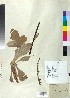  (Verbascum graecum - BGE_00078_A03)  @11 [ ] CreativeCommons  Attribution by TAU herbarium (2025) TAU herbarium Aristotle University of Thessaloniki