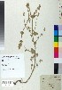  (Nepeta camphorata - BGE_00078_A09)  @11 [ ] CreativeCommons  Attribution by TAU herbarium (2025) TAU herbarium Aristotle University of Thessaloniki