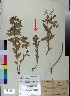  ( - BGE_00078_A11)  @11 [ ] CreativeCommons  Attribution by TAU herbarium (2025) TAU herbarium Aristotle University of Thessaloniki