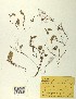  ( - BGE_00078_B05)  @11 [ ] CreativeCommons  Attribution by TAU herbarium (2025) TAU herbarium Aristotle University of Thessaloniki