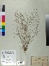  (Asperula chlorantha - BGE_00078_B09)  @11 [ ] CreativeCommons  Attribution by TAU herbarium (2025) TAU herbarium Aristotle University of Thessaloniki