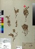  ( - BGE_00078_C02)  @11 [ ] CreativeCommons  Attribution by TAU herbarium (2025) TAU herbarium Aristotle University of Thessaloniki