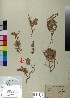  (Asperula - BGE_00078_C03)  @11 [ ] CreativeCommons  Attribution by TAU herbarium (2025) TAU herbarium Aristotle University of Thessaloniki
