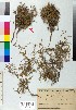  (Genista halacsyi - BGE_00078_C12)  @11 [ ] CreativeCommons  Attribution by TAU herbarium (2025) TAU herbarium Aristotle University of Thessaloniki