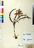  (Tulipa orphanidea - BGE_00078_E03)  @11 [ ] CreativeCommons  Attribution by TAU herbarium (2025) TAU herbarium Aristotle University of Thessaloniki