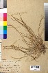  (Lolium perenne - BGE_00078_E08)  @11 [ ] CreativeCommons  Attribution by TAU herbarium (2025) TAU herbarium Aristotle University of Thessaloniki