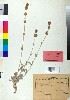  ( - BGE_00078_F04)  @11 [ ] CreativeCommons  Attribution by TAU herbarium (2025) TAU herbarium Aristotle University of Thessaloniki
