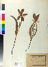  (Tulipa undulatifolia - BGE_00078_F08)  @11 [ ] CreativeCommons  Attribution by TAU herbarium (2025) TAU herbarium Aristotle University of Thessaloniki