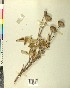  ( - BGE_00078_G01)  @11 [ ] CreativeCommons  Attribution by TAU herbarium (2025) TAU herbarium Aristotle University of Thessaloniki
