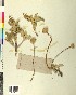  ( - BGE_00078_G02)  @11 [ ] CreativeCommons  Attribution by TAU herbarium (2025) TAU herbarium Aristotle University of Thessaloniki