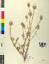  ( - BGE_00078_G04)  @11 [ ] CreativeCommons  Attribution by TAU herbarium (2025) TAU herbarium Aristotle University of Thessaloniki