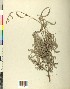  ( - BGE_00078_G07)  @11 [ ] CreativeCommons  Attribution by TAU herbarium (2025) TAU herbarium Aristotle University of Thessaloniki