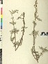  (Salvia pomifera - BGE_00078_G08)  @11 [ ] CreativeCommons  Attribution by TAU herbarium (2025) TAU herbarium Aristotle University of Thessaloniki