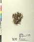  ( - BGE_00078_G10)  @11 [ ] CreativeCommons  Attribution by TAU herbarium (2025) TAU herbarium Aristotle University of Thessaloniki