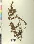  (Scutellaria sieberi - BGE_00078_H02)  @11 [ ] CreativeCommons  Attribution by TAU herbarium (2025) TAU herbarium Aristotle University of Thessaloniki
