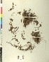  (Scutellarioideae - BGE_00078_H04)  @11 [ ] CreativeCommons  Attribution by TAU herbarium (2025) TAU herbarium Aristotle University of Thessaloniki