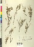  ( - BGE_00078_H07)  @11 [ ] CreativeCommons  Attribution by TAU herbarium (2025) TAU herbarium Aristotle University of Thessaloniki