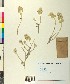  (Teucrium cuneifolium - BGE_00078_H09)  @11 [ ] CreativeCommons  Attribution by TAU herbarium (2025) TAU herbarium Aristotle University of Thessaloniki