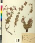 (Origanum scabrum - BGE_00079_A03)  @11 [ ] CreativeCommons  Attribution by TAU herbarium (2025) TAU herbarium Aristotle University of Thessaloniki