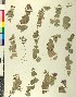  (Origanum calcaratum - BGE_00079_A06)  @11 [ ] CreativeCommons  Attribution by TAU herbarium (2025) TAU herbarium Aristotle University of Thessaloniki