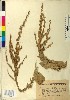  ( - BGE_00079_A09)  @11 [ ] CreativeCommons  Attribution by TAU herbarium (2025) TAU herbarium Aristotle University of Thessaloniki