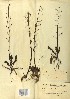  ( - BGE_00079_A10)  @11 [ ] CreativeCommons  Attribution by TAU herbarium (2025) TAU herbarium Aristotle University of Thessaloniki