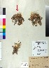 (Centaurea raphanina - BGE_00079_B04)  @11 [ ] CreativeCommons  Attribution by TAU herbarium (2025) TAU herbarium Aristotle University of Thessaloniki