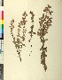  (Origanum lirium - BGE_00079_B07)  @11 [ ] CreativeCommons  Attribution by TAU herbarium (2025) TAU herbarium Aristotle University of Thessaloniki
