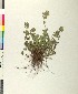  ( - BGE_00079_D06)  @11 [ ] CreativeCommons  Attribution by TAU herbarium (2025) TAU herbarium Aristotle University of Thessaloniki