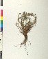  (Acinos alpinus - BGE_00079_D08)  @11 [ ] CreativeCommons  Attribution by TAU herbarium (2025) TAU herbarium Aristotle University of Thessaloniki