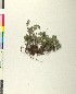  (Acinos alpinus hungaricus - BGE_00079_D10)  @11 [ ] CreativeCommons  Attribution by TAU herbarium (2025) TAU herbarium Aristotle University of Thessaloniki
