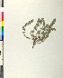  ( - BGE_00079_D11)  @11 [ ] CreativeCommons  Attribution by TAU herbarium (2025) TAU herbarium Aristotle University of Thessaloniki