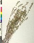  (Acinos alpinus nomismophyllus - BGE_00079_D12)  @11 [ ] CreativeCommons  Attribution by TAU herbarium (2025) TAU herbarium Aristotle University of Thessaloniki