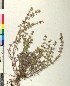  ( - BGE_00079_E01)  @11 [ ] CreativeCommons  Attribution by TAU herbarium (2025) TAU herbarium Aristotle University of Thessaloniki