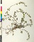  ( - BGE_00079_E02)  @11 [ ] CreativeCommons  Attribution by TAU herbarium (2025) TAU herbarium Aristotle University of Thessaloniki