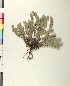  ( - BGE_00079_E09)  @11 [ ] CreativeCommons  Attribution by TAU herbarium (2025) TAU herbarium Aristotle University of Thessaloniki