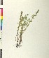  ( - BGE_00079_E11)  @11 [ ] CreativeCommons  Attribution by TAU herbarium (2025) TAU herbarium Aristotle University of Thessaloniki