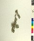  ( - BGE_00079_F09)  @11 [ ] CreativeCommons  Attribution by TAU herbarium (2025) TAU herbarium Aristotle University of Thessaloniki