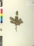  ( - BGE_00079_F11)  @11 [ ] CreativeCommons  Attribution by TAU herbarium (2025) TAU herbarium Aristotle University of Thessaloniki
