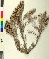  ( - BGE_00079_F12)  @11 [ ] CreativeCommons  Attribution by TAU herbarium (2025) TAU herbarium Aristotle University of Thessaloniki