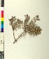 ( - BGE_00079_G01)  @11 [ ] CreativeCommons  Attribution by TAU herbarium (2025) TAU herbarium Aristotle University of Thessaloniki