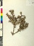  ( - BGE_00079_G02)  @11 [ ] CreativeCommons  Attribution by TAU herbarium (2025) TAU herbarium Aristotle University of Thessaloniki