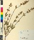  ( - BGE_00079_G12)  @11 [ ] CreativeCommons  Attribution by TAU herbarium (2025) TAU herbarium Aristotle University of Thessaloniki