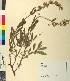  ( - BGE_00079_H01)  @11 [ ] CreativeCommons  Attribution by TAU herbarium (2025) TAU herbarium Aristotle University of Thessaloniki